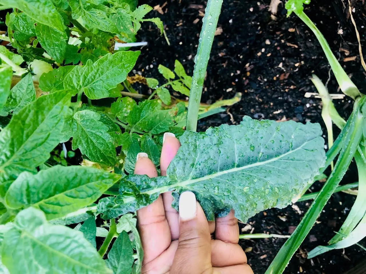 dinosaur kale