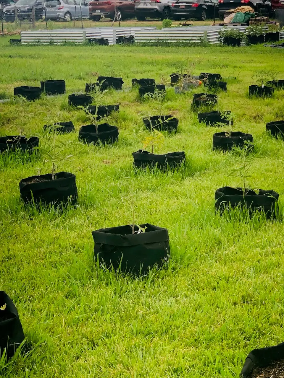 grow bags